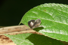 Neopithecops zalmora