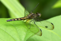 Erythrodiplax kimminsi