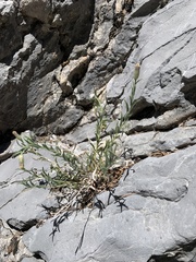Brickellia oblongifolia