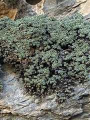 Petrophytum caespitosum