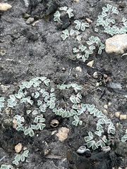 Lichinaceae
