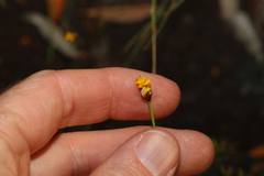 Xyris juncea