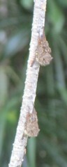 Rhynchonycteris naso