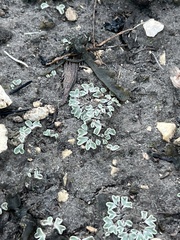 Lichinaceae