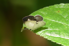 Neopithecops zalmora