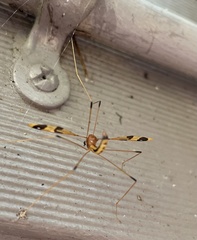 Dapanoptera