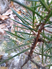Juniperus rigida