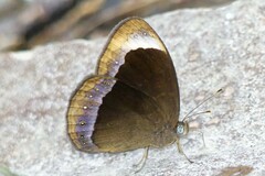 Mycalesis anaxias