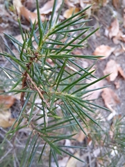 Juniperus rigida