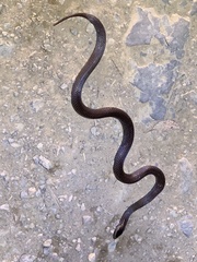 Cacophis squamulosus
