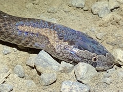 Cacophis squamulosus