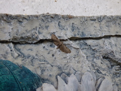 Eupithecia miserulata