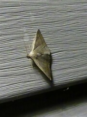 Renia flavipunctalis