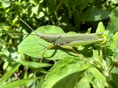 Tagasta