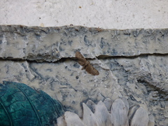 Eupithecia miserulata