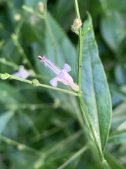 Andrographis paniculata