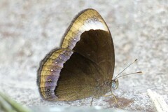 Mycalesis anaxias