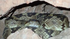 Crotalus molossus molossus