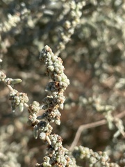 Suaeda nigra