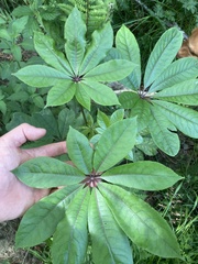Schefflera digitata