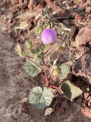 Eremalche rotundifolia