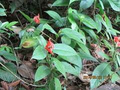 Palicourea tomentosa