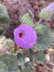 Eremalche rotundifolia