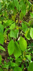 Cornus florida