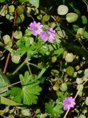 Geranium molle