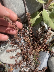 Epilobium melanocaulon