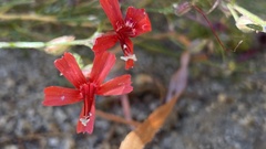 Ipomopsis tenuifolia