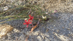 Ipomopsis tenuifolia