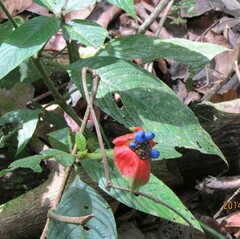 Palicourea tomentosa