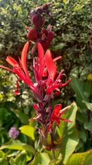 Canna paniculata