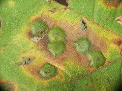 Polystepha pustuloides