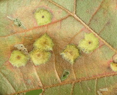 Polystepha pustuloides