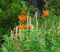 Leonotis leonurus