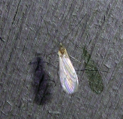 Trichocera annulata