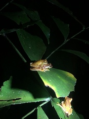 Dendropsophus ebraccatus