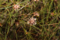 Pultenaea paleacea