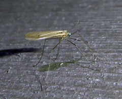 Trichocera annulata
