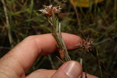 Pultenaea paleacea