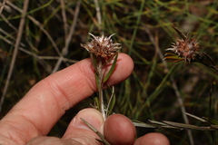 Pultenaea paleacea