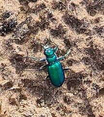 Cicindela scutellaris