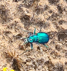 Cicindela scutellaris