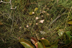 Pultenaea paleacea