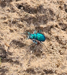 Cicindela scutellaris