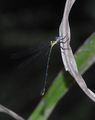 Synlestes selysi