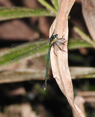 Synlestes selysi