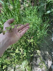 Coprosma rotundifolia